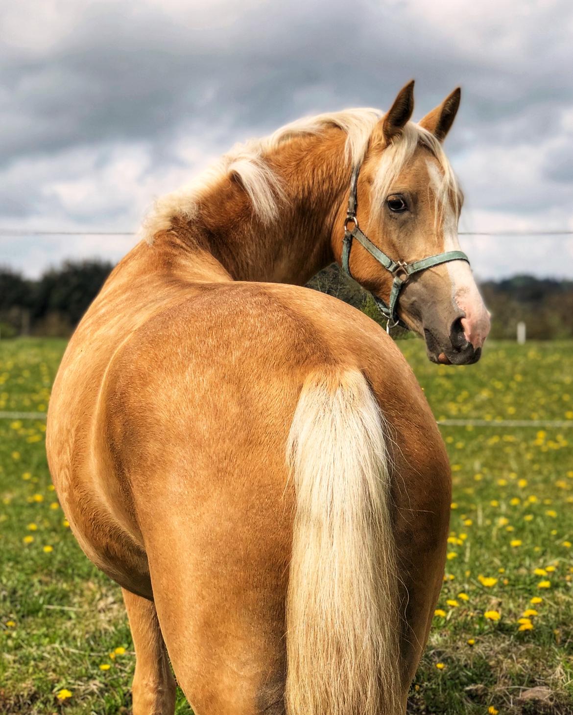 DSP Calinaya Petite Nobility - 1 år og 10 måneder billede 20