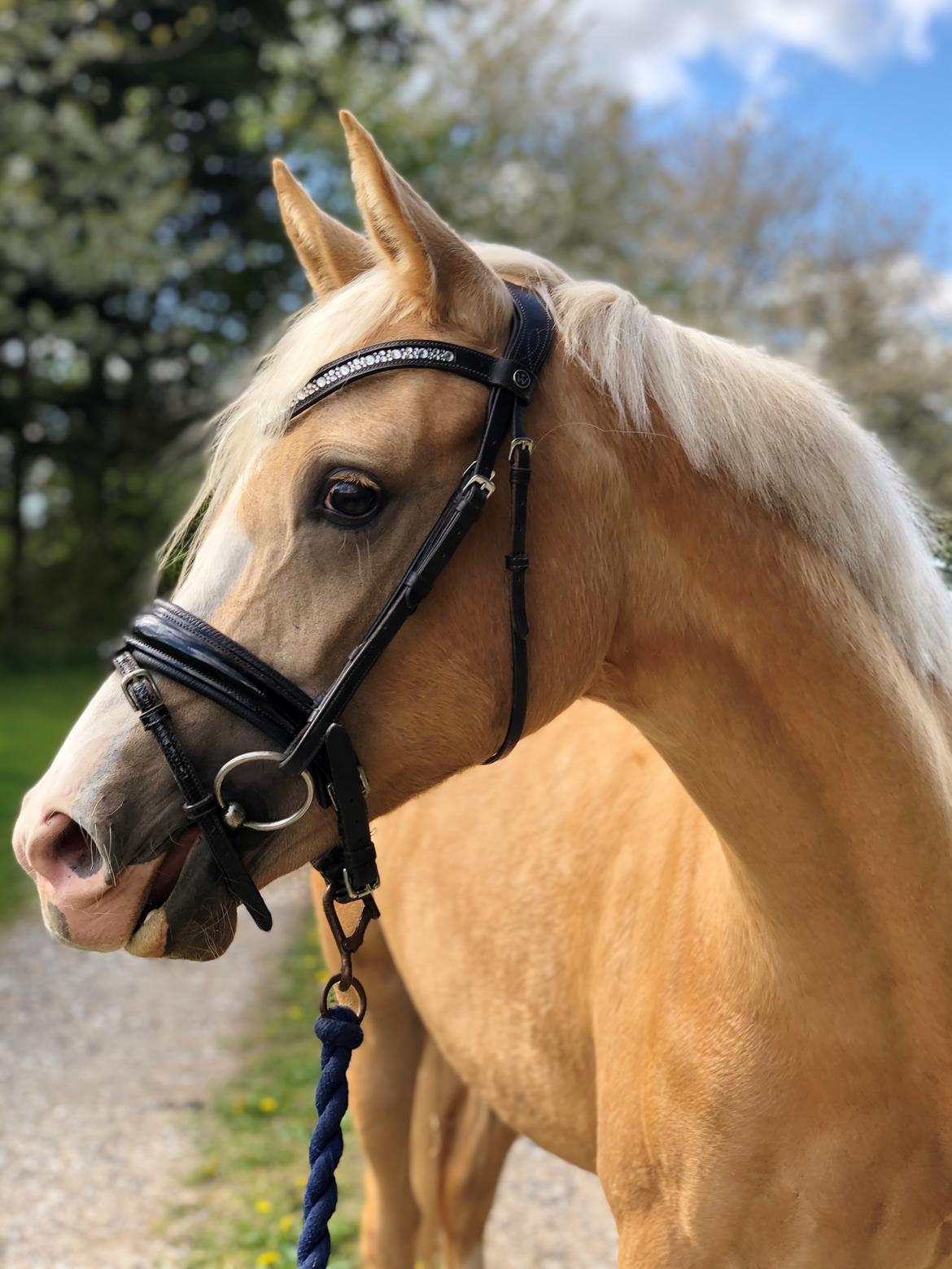 DSP Calinaya Petite Nobility - 1 år og 10 måneder billede 19