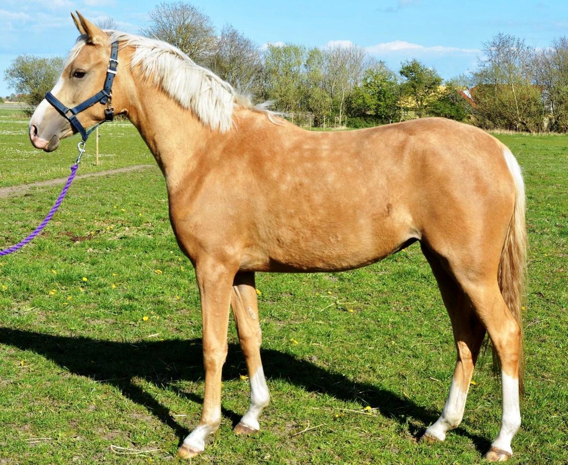 DSP Calinaya Petite Nobility - 1 år og 10 måneder billede 18