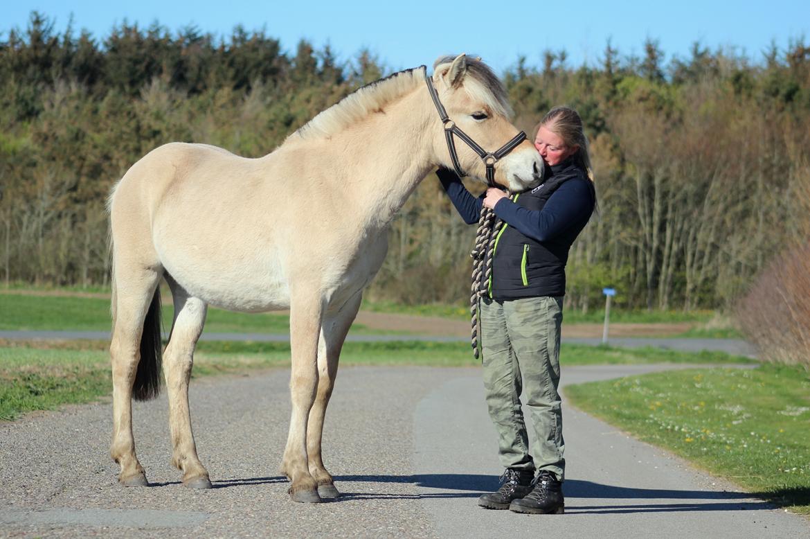 Fjordhest Caïx kraghede billede 4