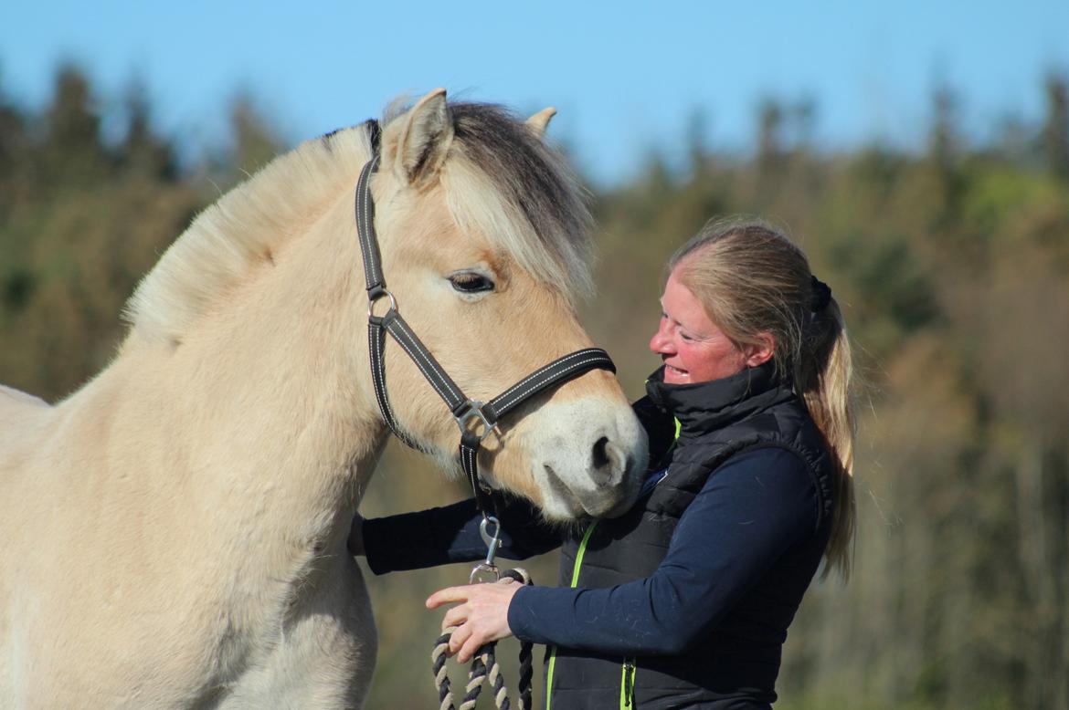 Fjordhest Caïx kraghede billede 5