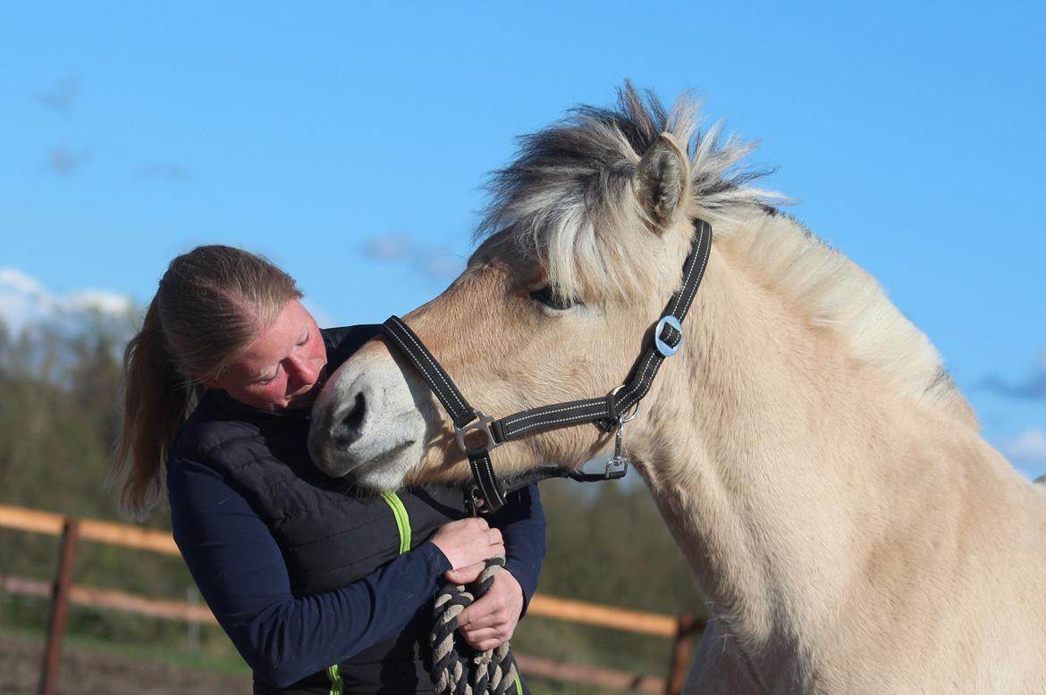 Fjordhest Caïx kraghede billede 7