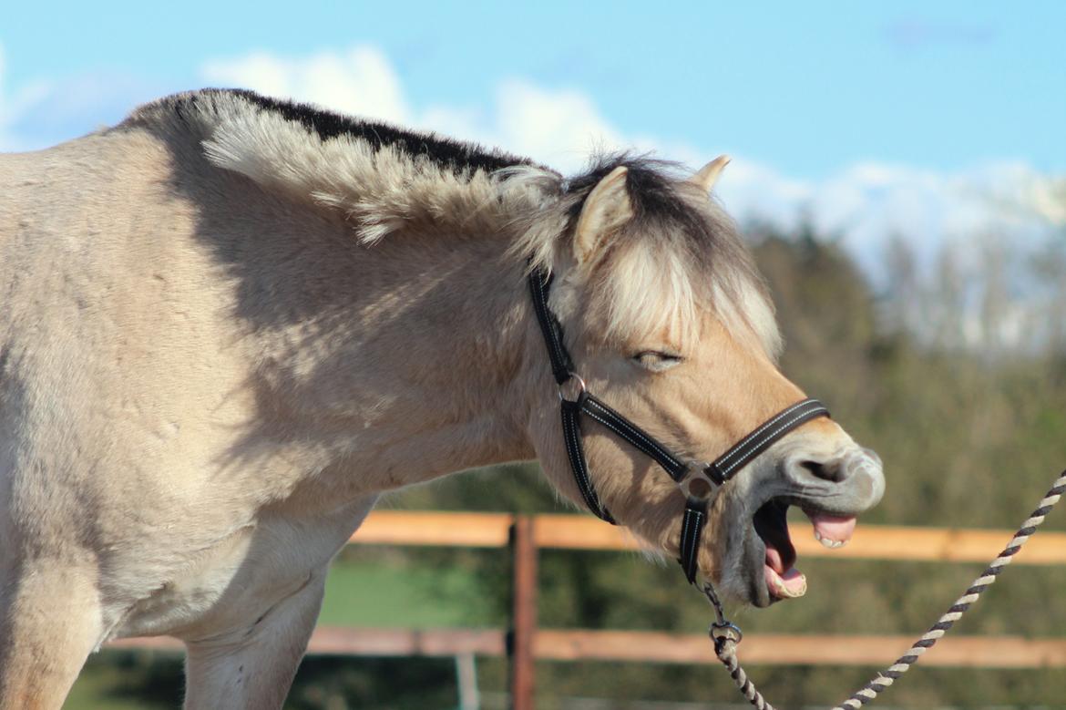 Fjordhest Caïx kraghede billede 6