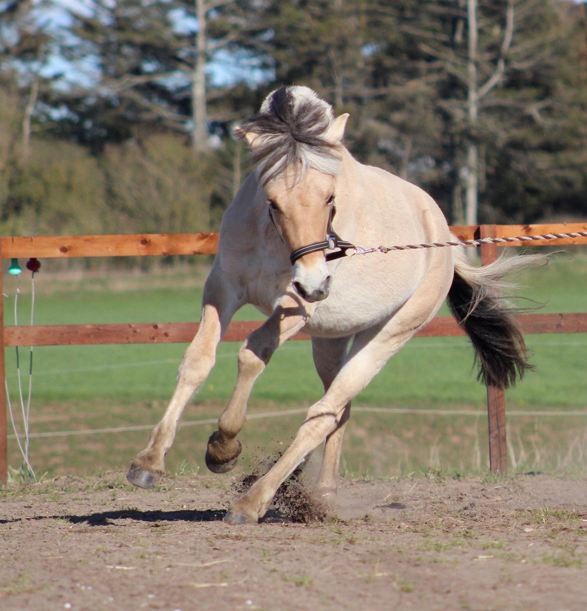 Fjordhest Caïx kraghede billede 9