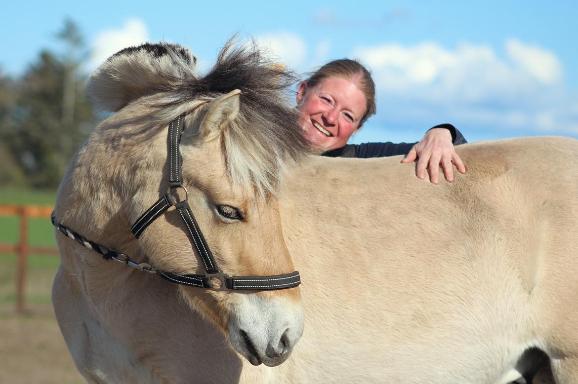 Fjordhest Caïx kraghede billede 8