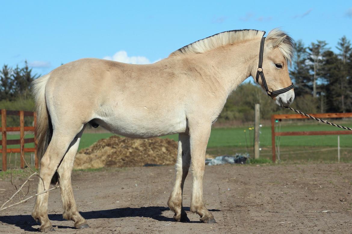 Fjordhest Caïx kraghede billede 10