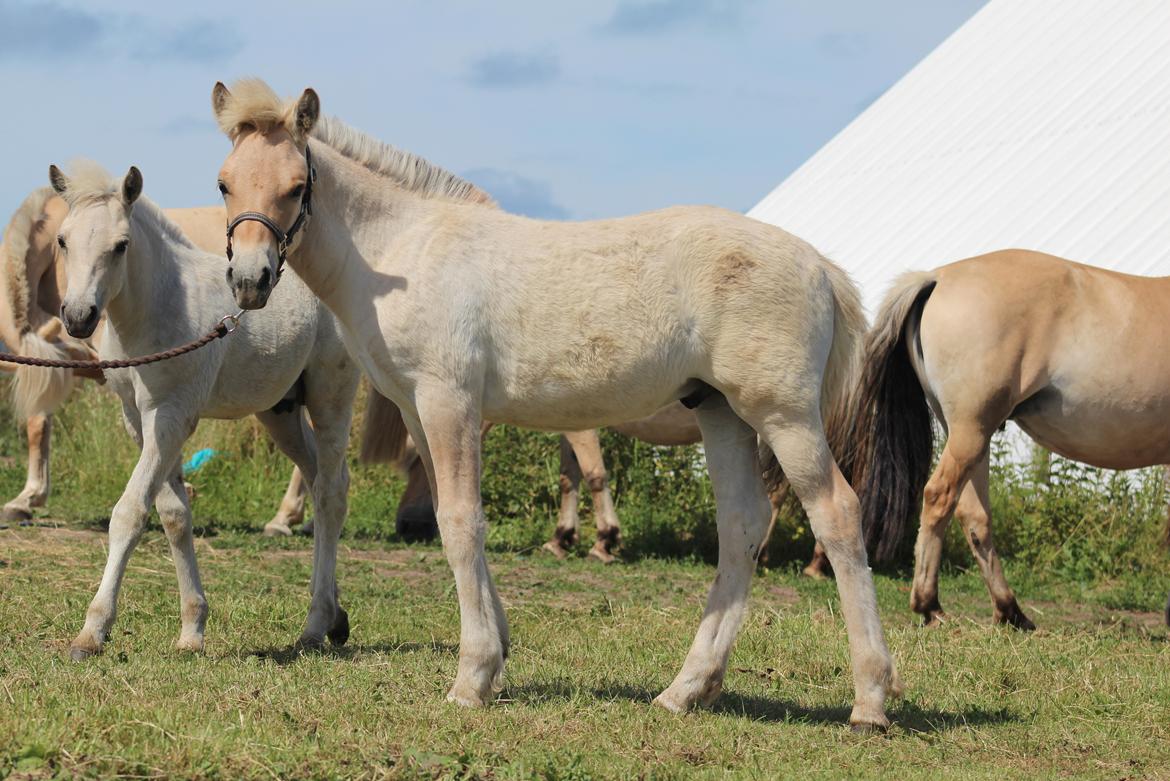 Fjordhest Caïx kraghede billede 12