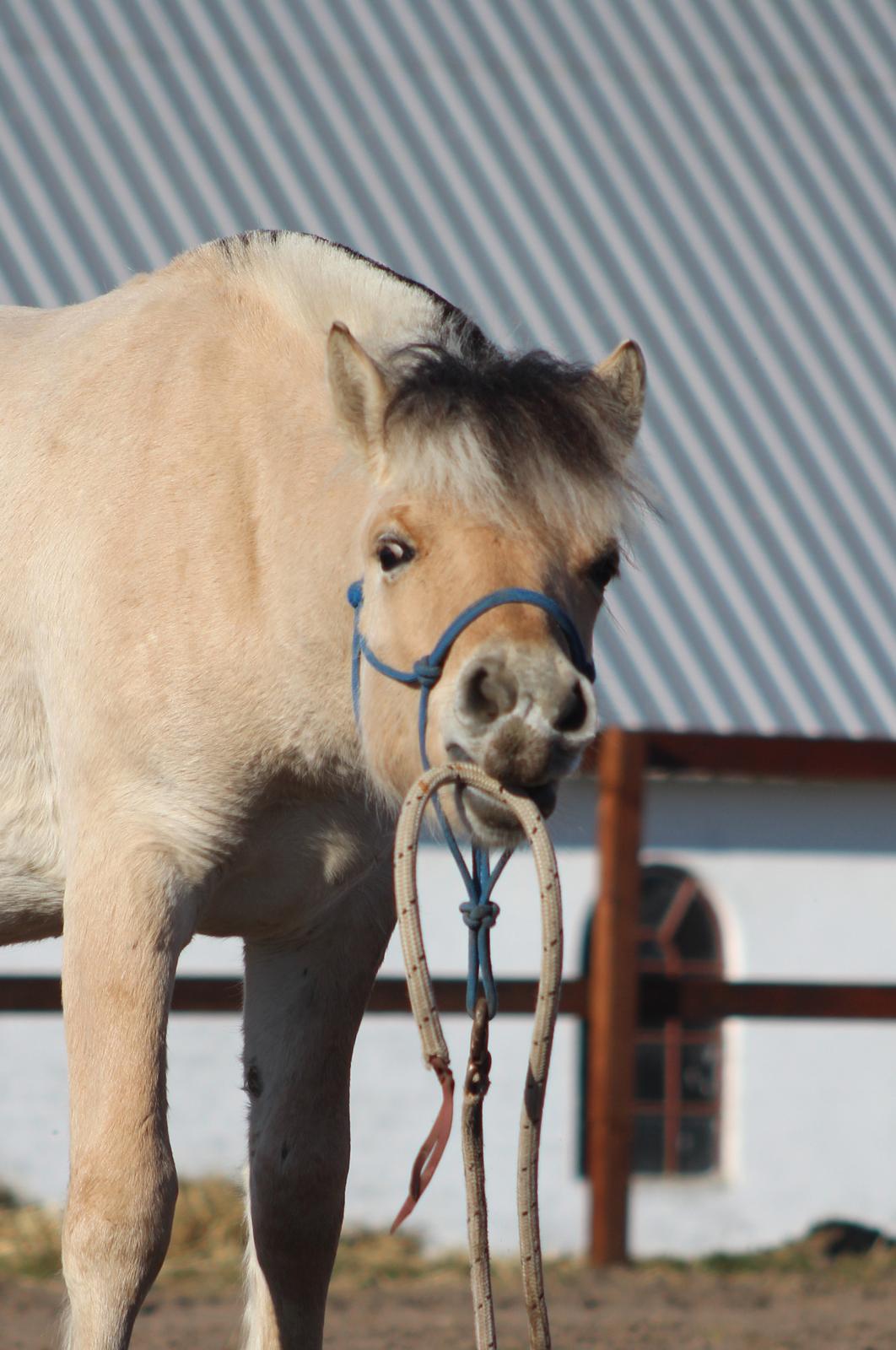 Fjordhest Caïx kraghede billede 15