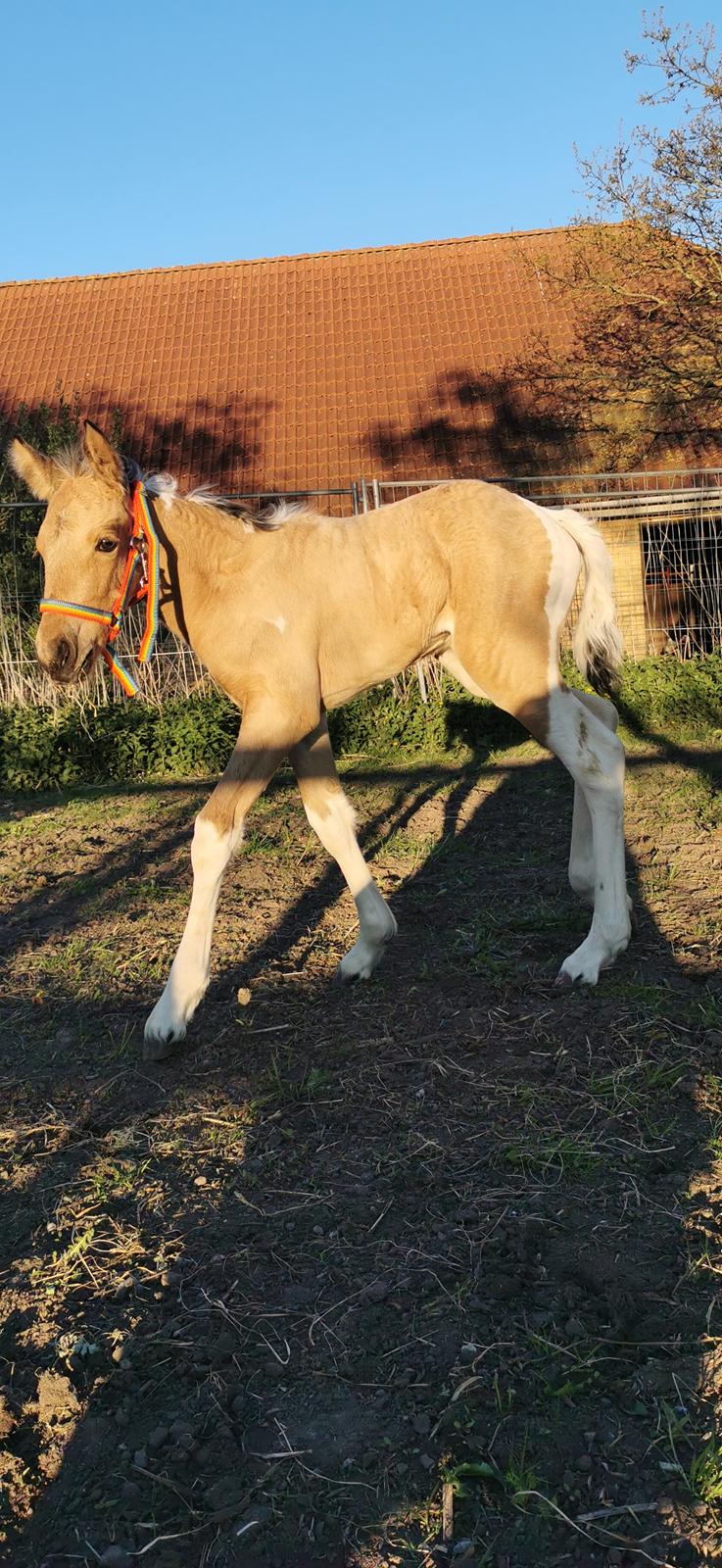 Anden særlig race Scammell's Amazing Spirit  billede 10