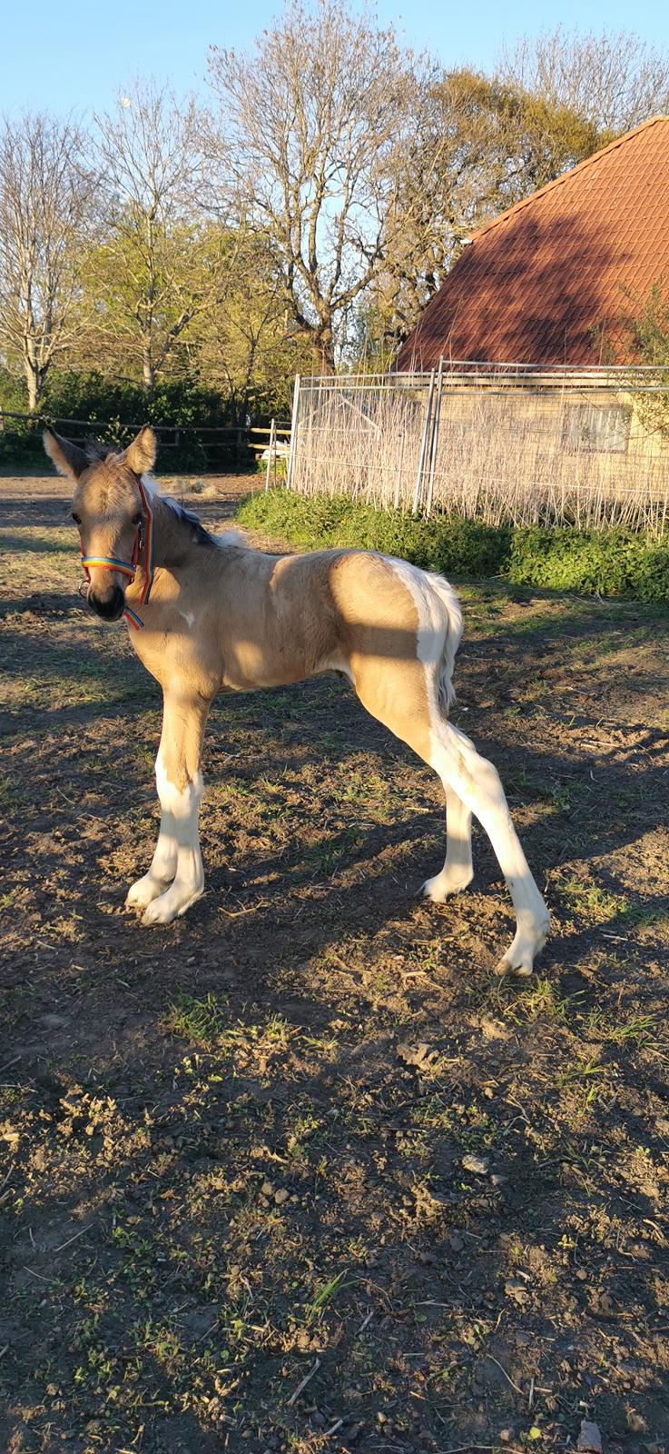 Anden særlig race Scammell's Amazing Spirit  billede 12