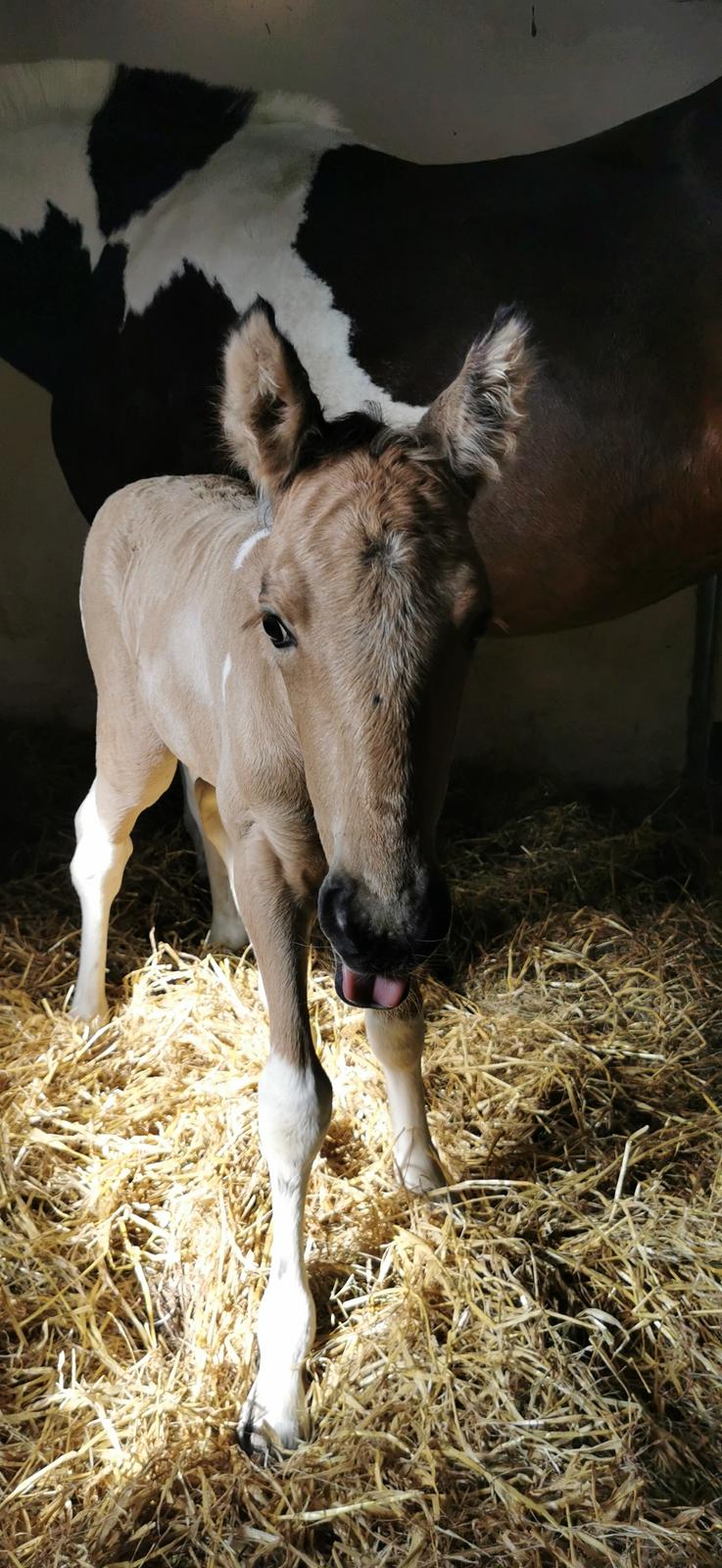 Anden særlig race Scammell's Amazing Spirit  billede 13
