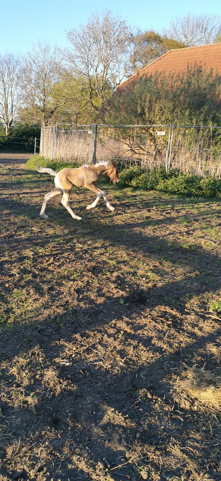 Anden særlig race Scammell's Amazing Spirit  billede 14