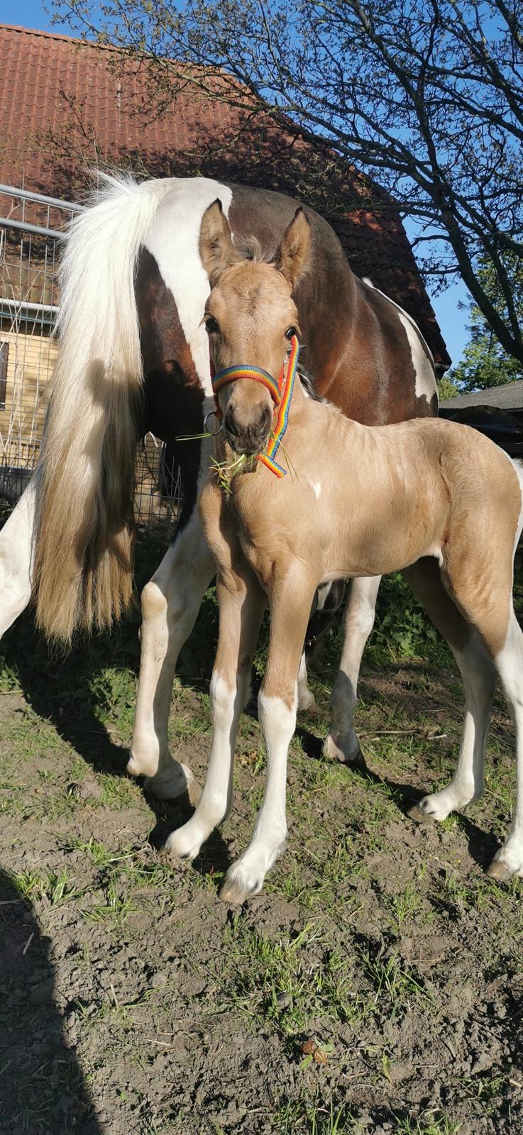 Anden særlig race Scammell's Amazing Spirit  billede 15