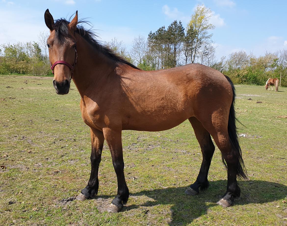 Anden særlig race Nabia SOLGT billede 5