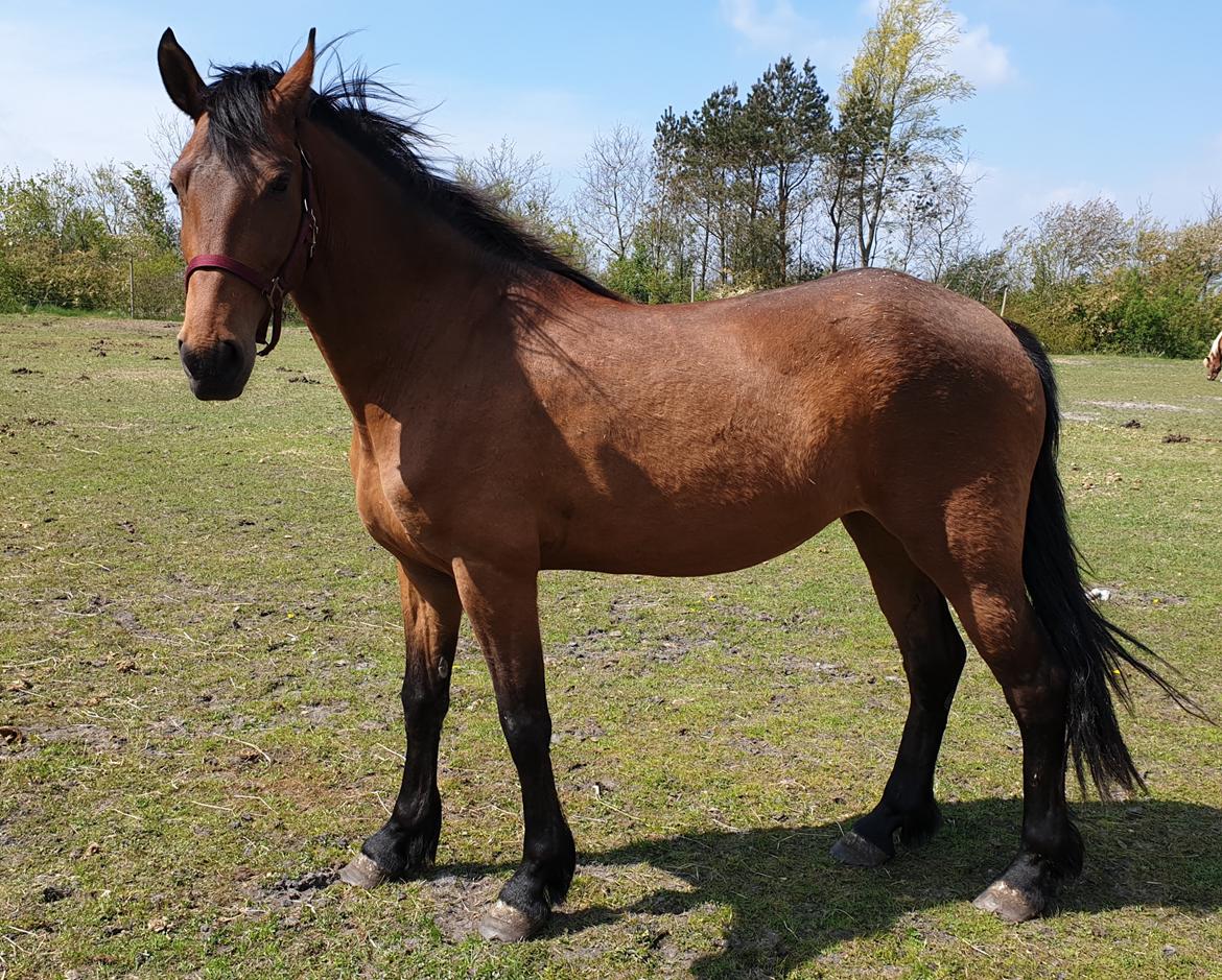 Anden særlig race Nabia SOLGT billede 4