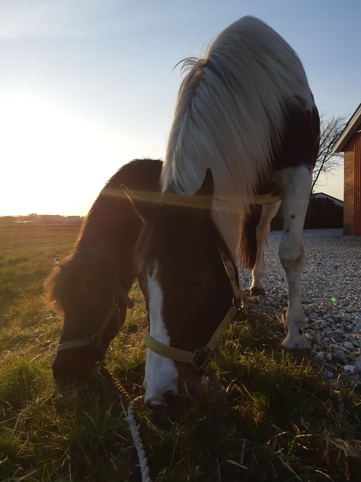 Shetlænder Maja - Maja og Filly på tur billede 11