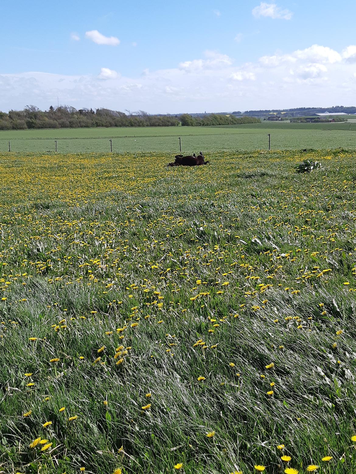 Shetlænder Maja - Maja ruler på somme græs  billede 12