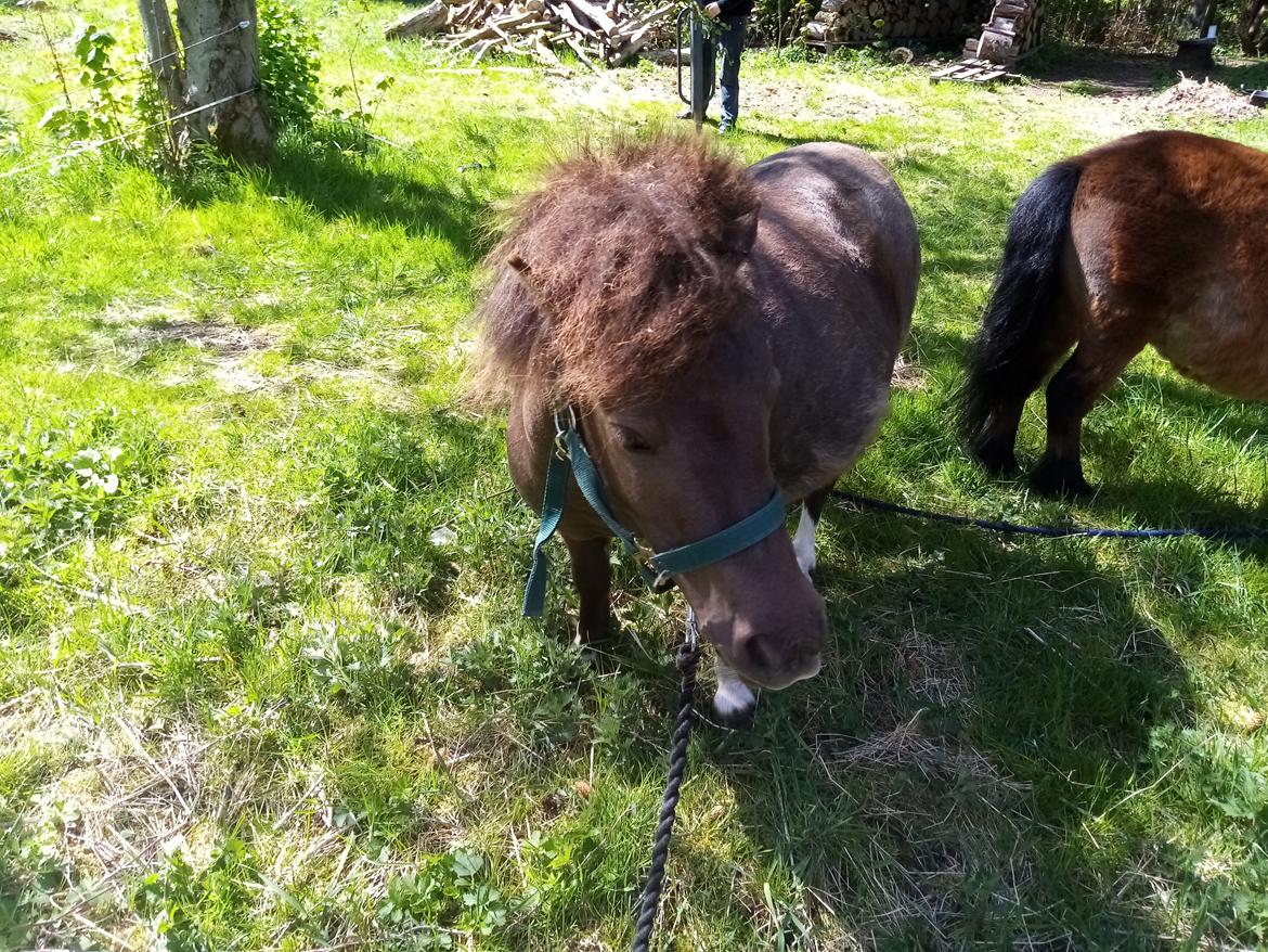 Shetlænder Coco - Maj 2020 billede 7