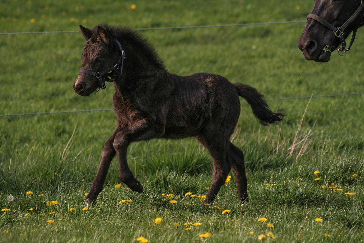 Islænder Litli Litfari fra Bach - Første dag på sommergræs og sammen med hele flokken! billede 13