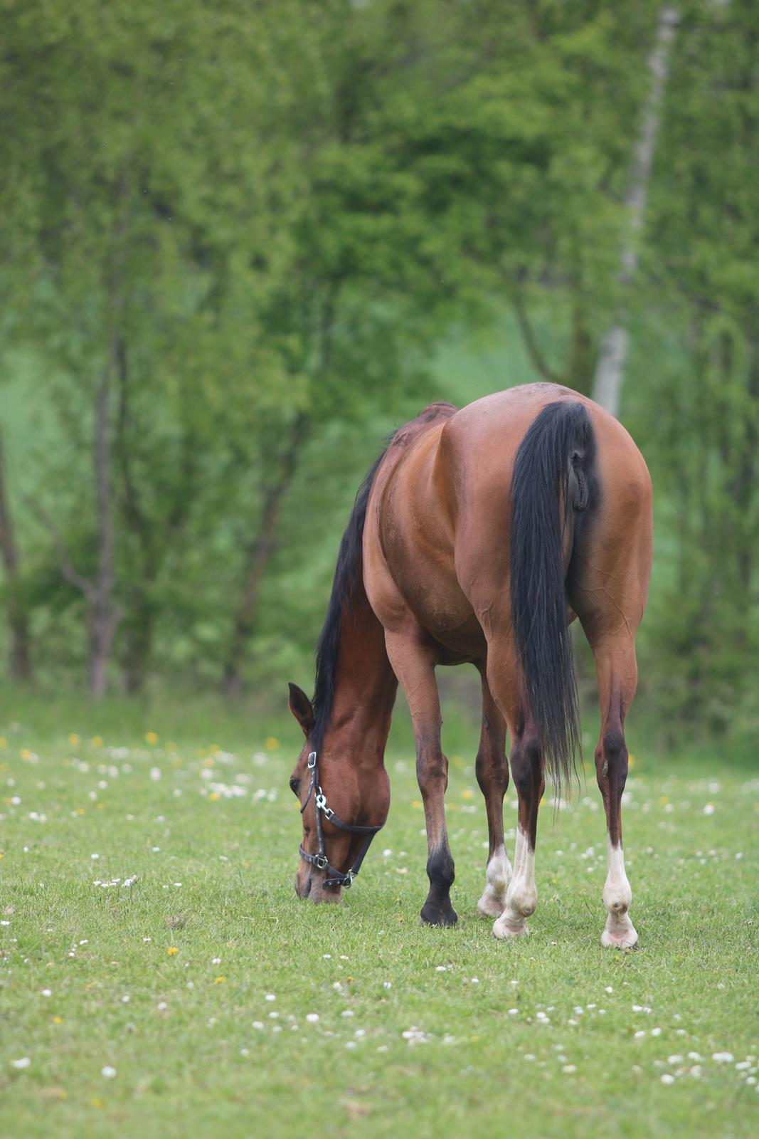 Arabisk fuldblod (OX) Daisy ISA OX billede 16