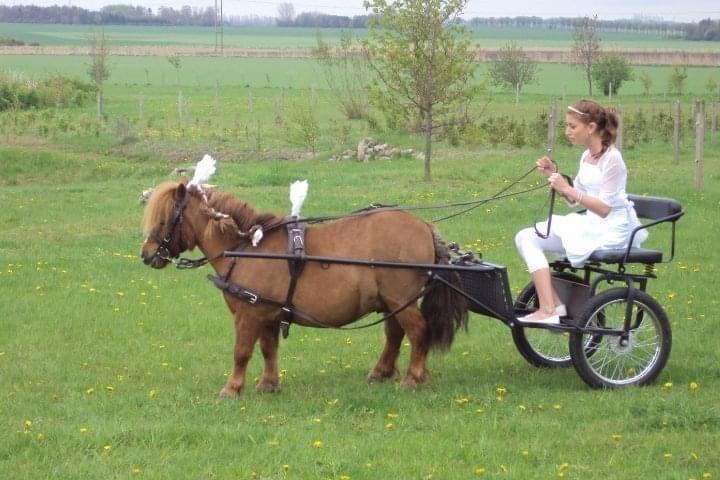 Shetlænder hannibal billede 13