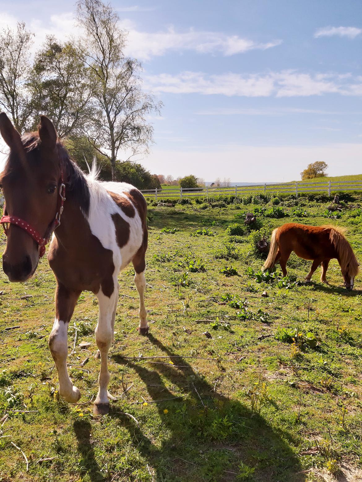 Pinto Løvegaardens Hidalgo billede 4