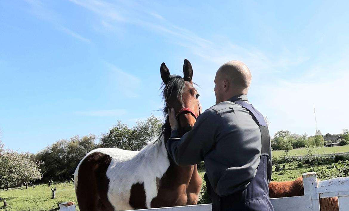 Pinto Løvegaardens Hidalgo billede 5