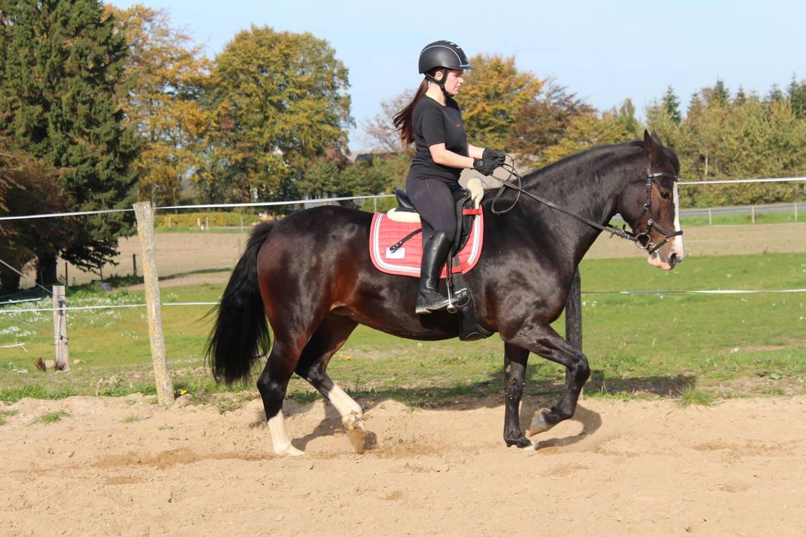 Anden særlig race Søbo's Chacor  billede 17