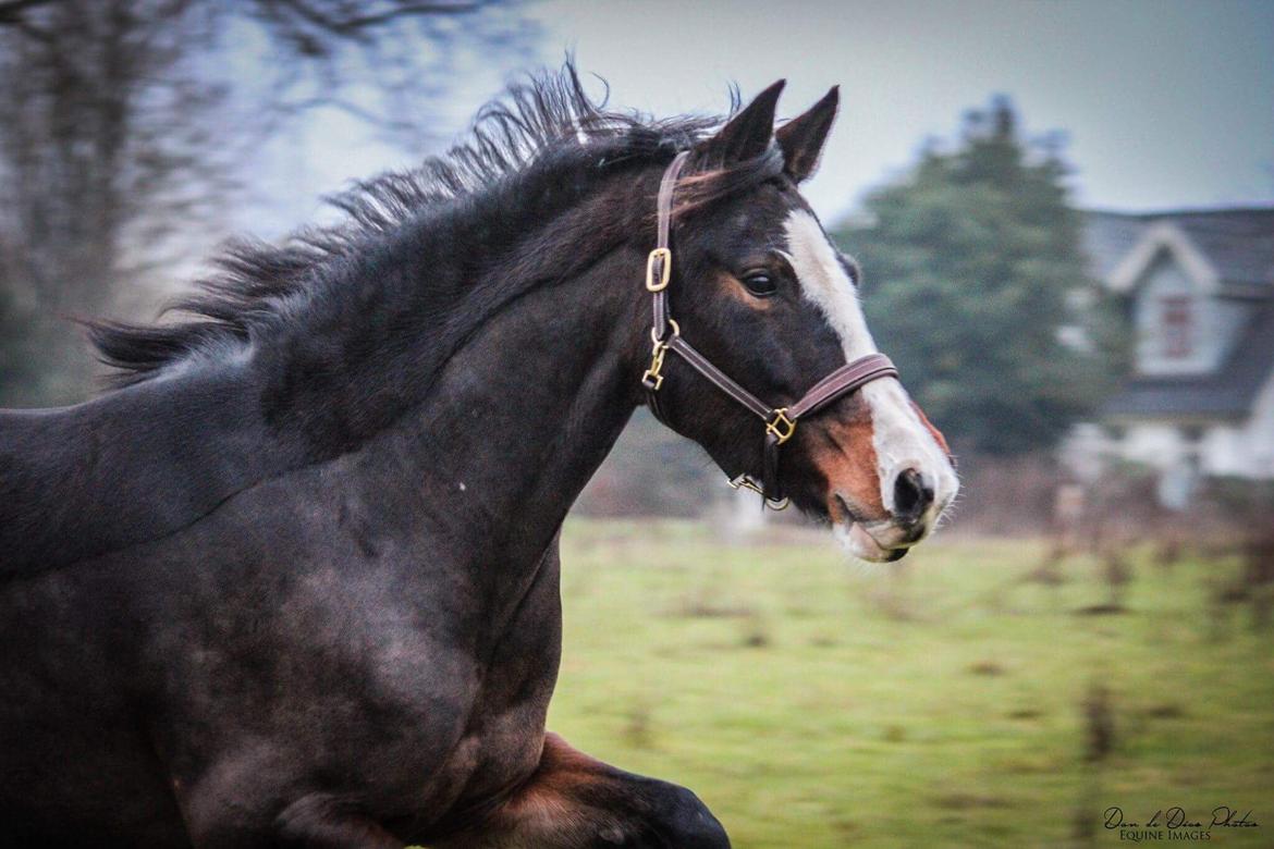 Anden særlig race Søbo's Chacor  billede 18