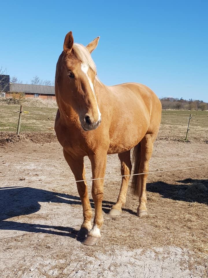 Palomino Kvistgaards Mysteria Lain ¤ My billede 7