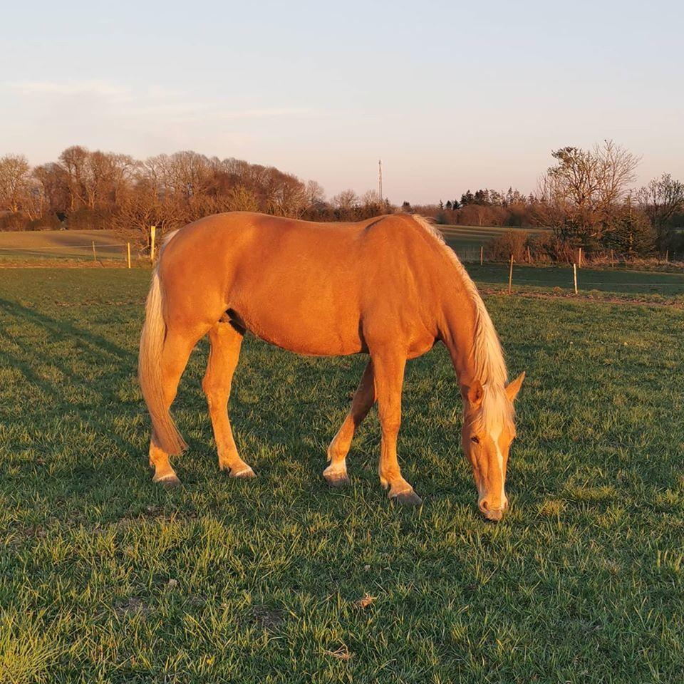 Palomino Kvistgaards Mysteria Lain ¤ My billede 6