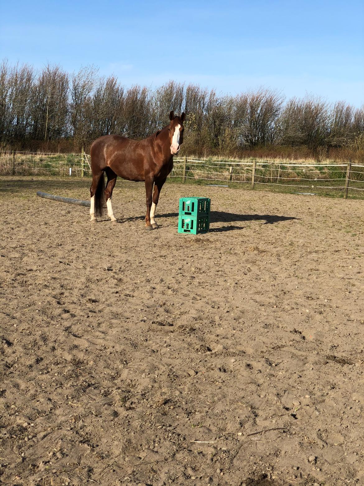 Anden særlig race Millinia billede 4