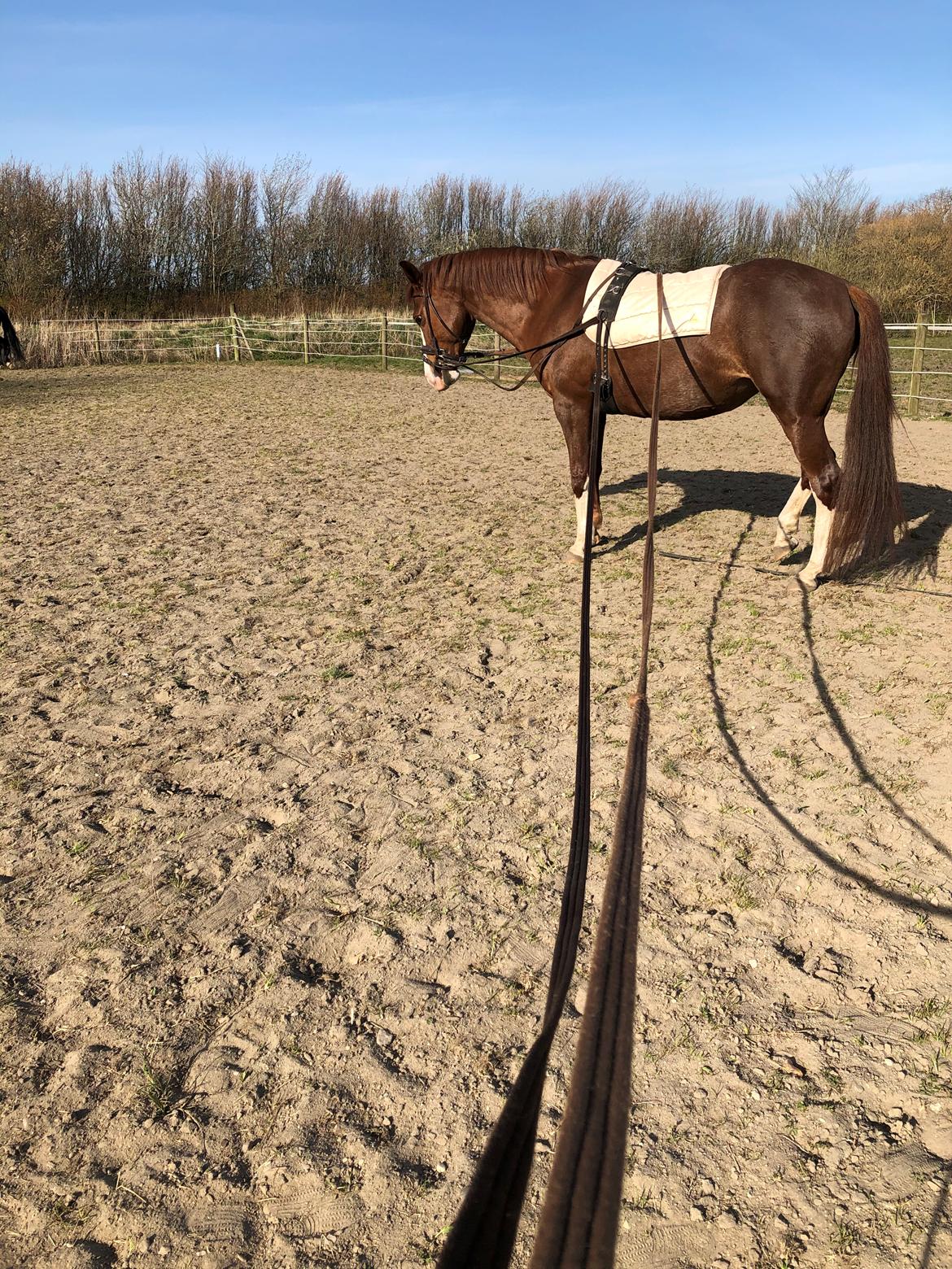 Anden særlig race Millinia billede 3