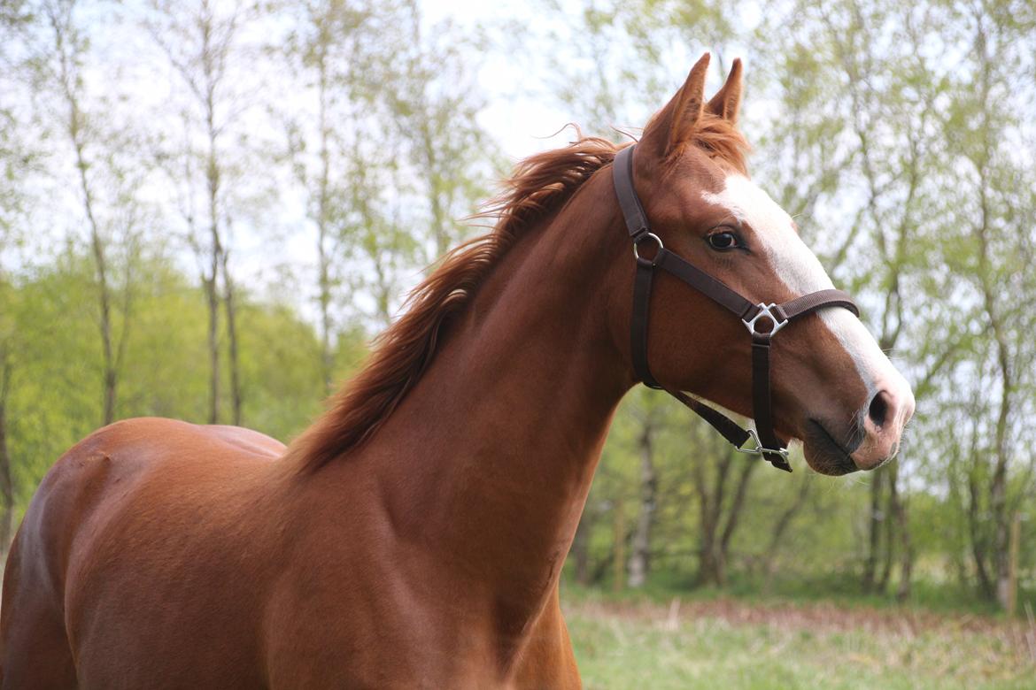 Frederiksborg Vivaldi's Disco billede 2