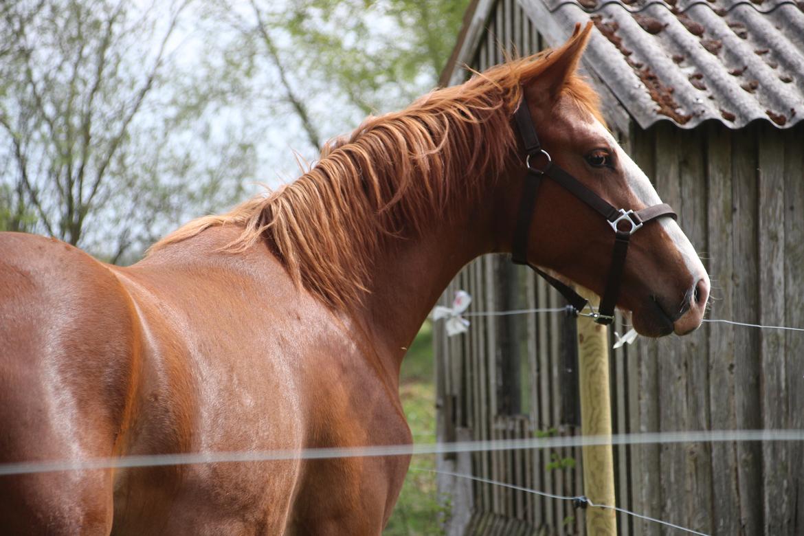 Frederiksborg Vivaldi's Disco billede 3