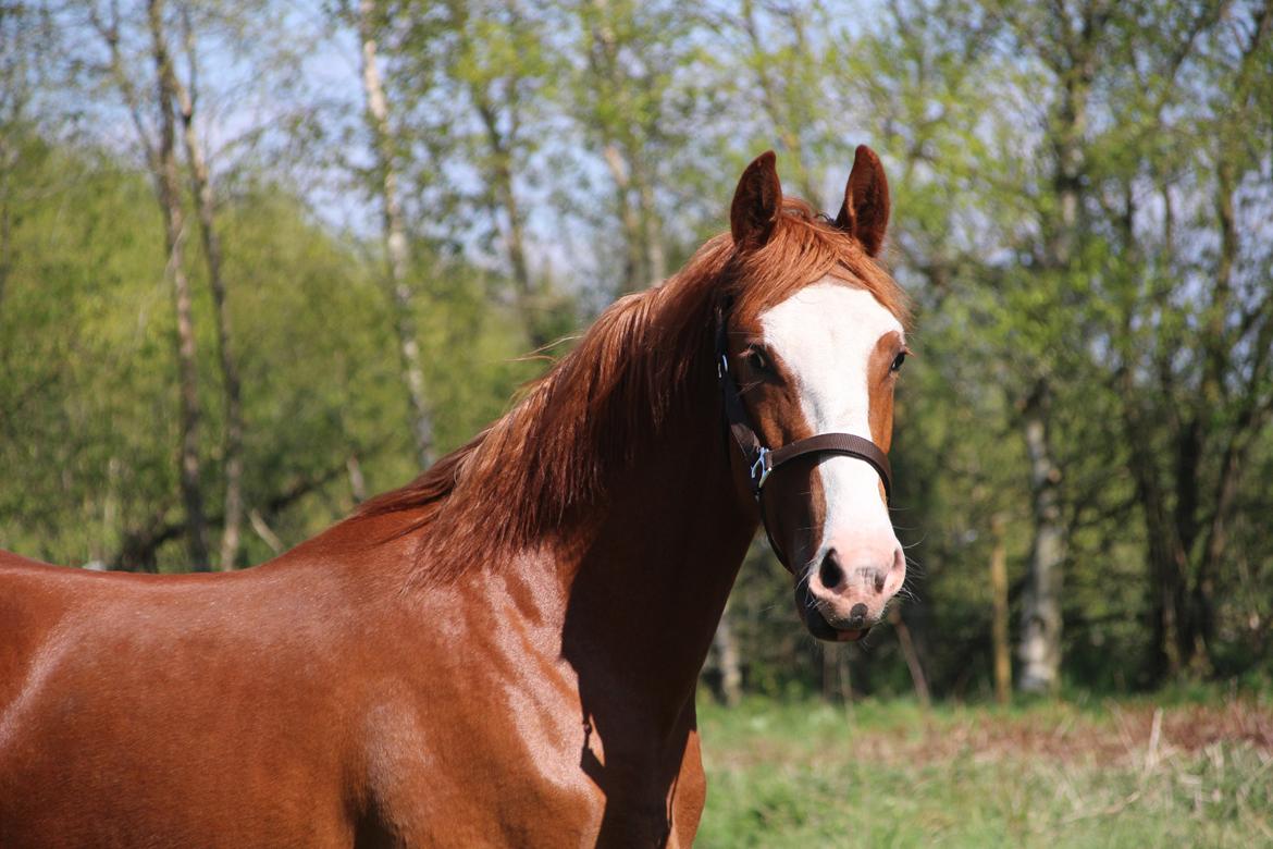 Frederiksborg Vivaldi's Disco billede 4