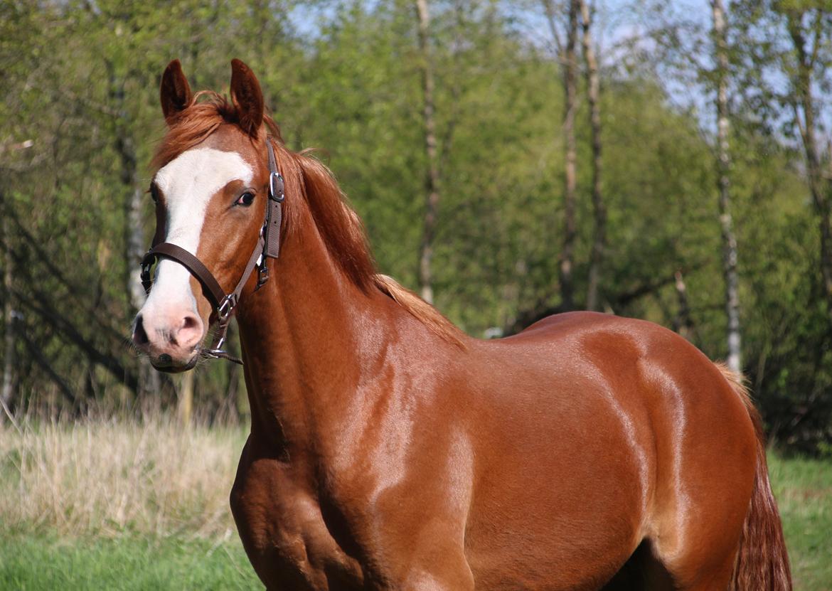 Frederiksborg Vivaldi's Disco billede 1