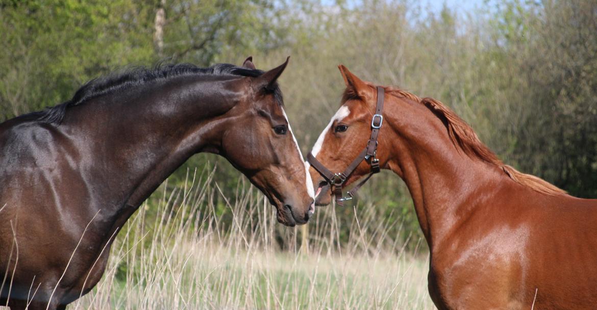 Frederiksborg Vivaldi's Disco billede 5