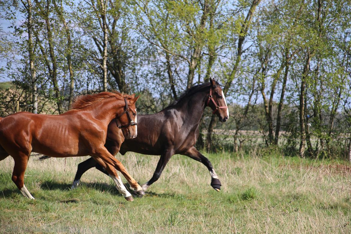 Frederiksborg Vivaldi's Disco billede 6