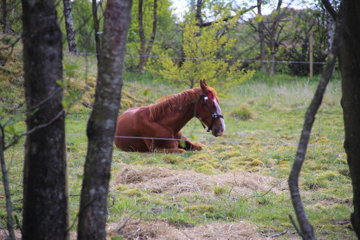 Frederiksborg Vivaldi's Disco billede 7