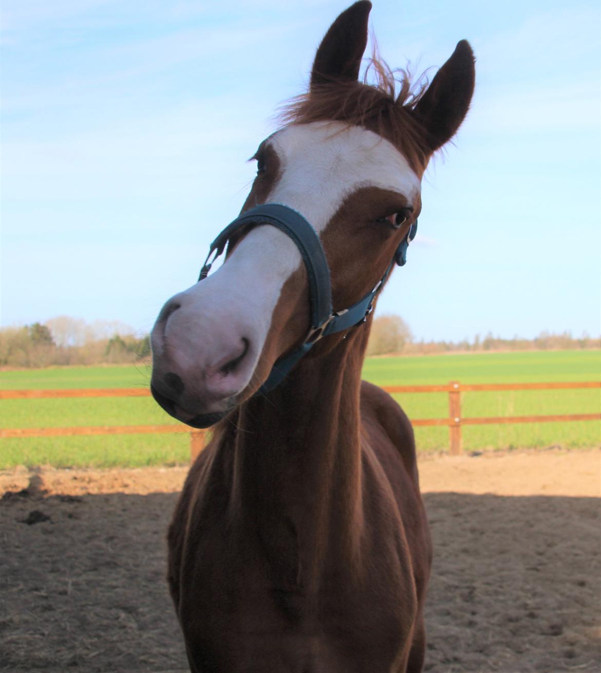 Frederiksborg Vivaldi's Disco billede 9