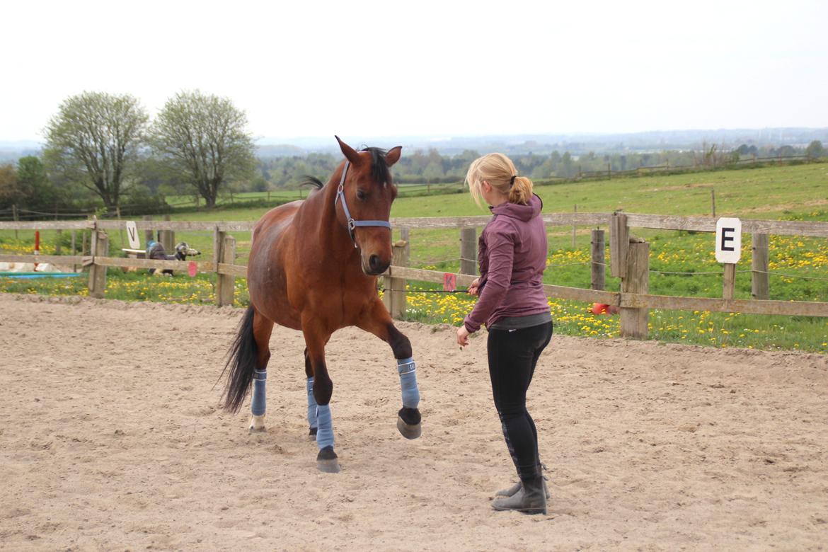 Anden særlig race Karlsbjerggårds sakia billede 5