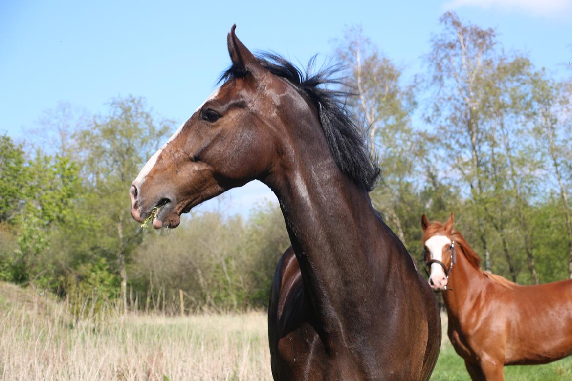 Hollandsk Varmblod Cor De Leandre billede 18