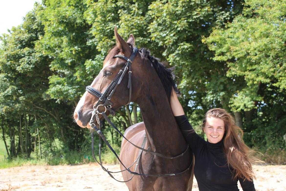 Hollandsk Varmblod Cor De Leandre billede 10