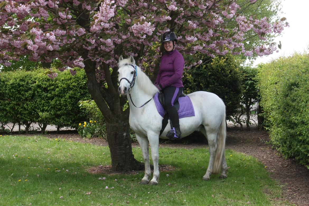 New Forest Firfod Brdr. Olsen billede 1