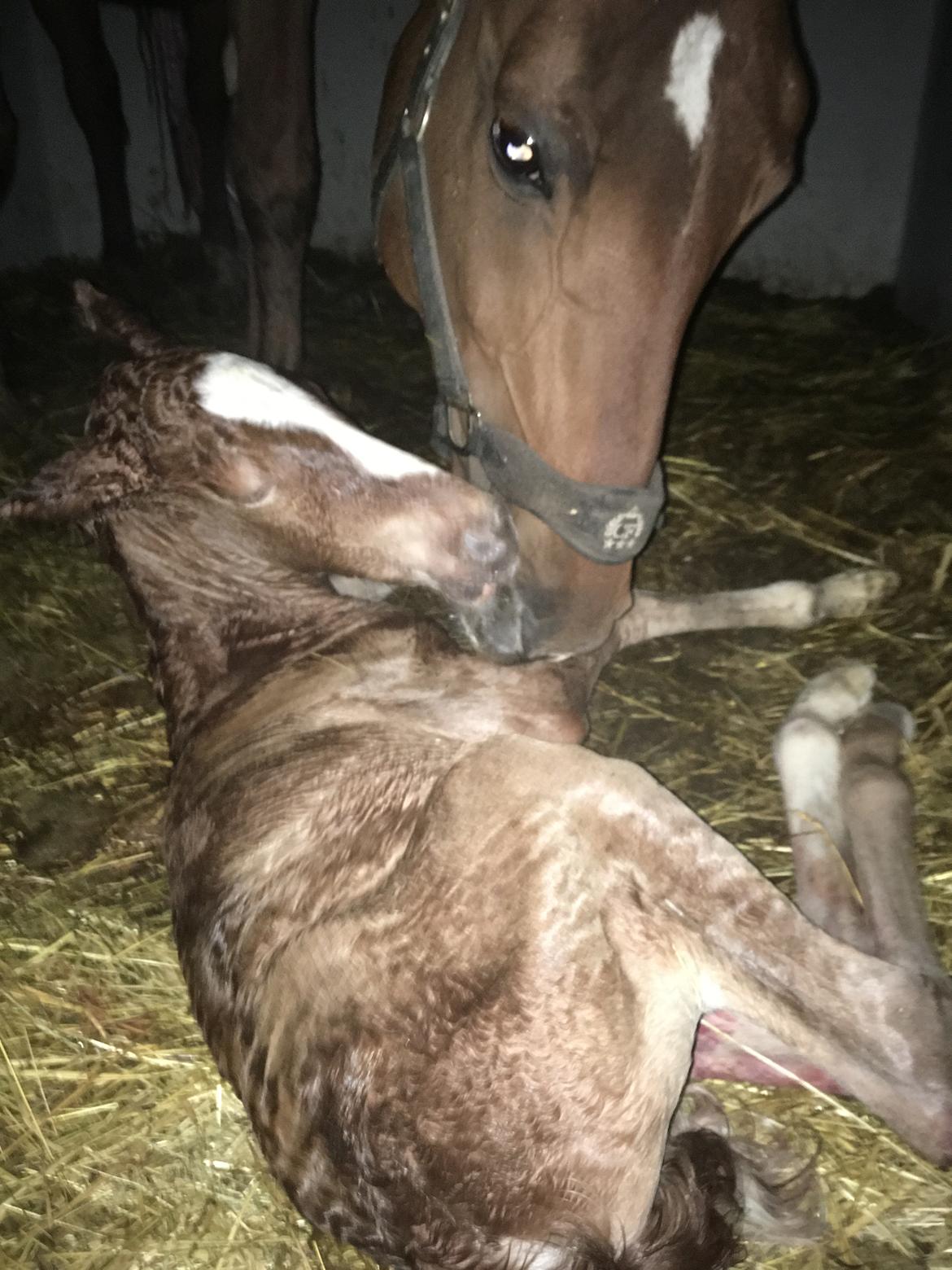 Frederiksborg Wedes Grot Fra Fogedgaard  billede 1