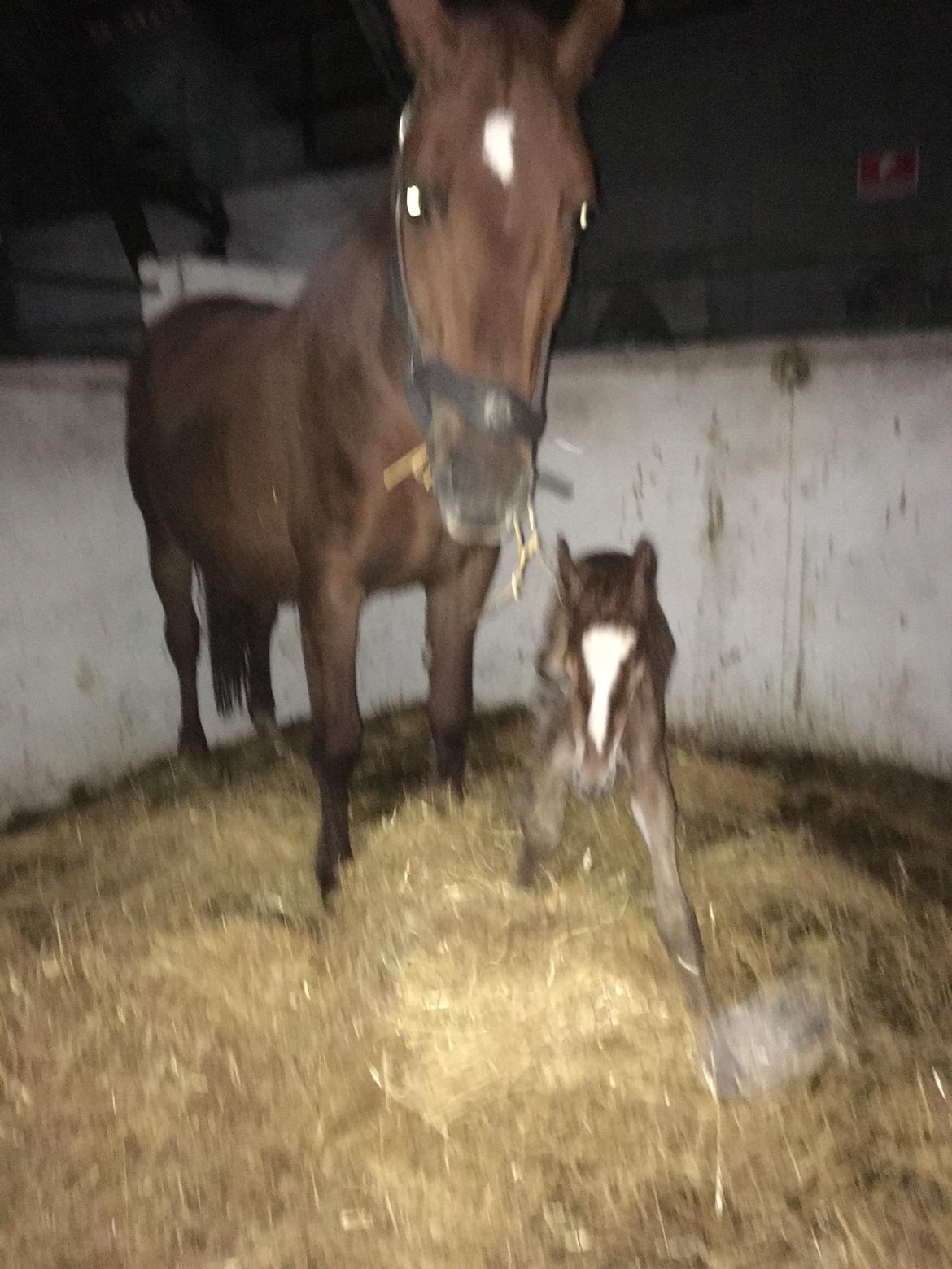 Frederiksborg Wedes Grot Fra Fogedgaard  billede 4
