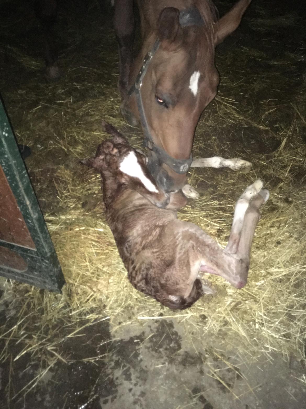 Frederiksborg Wedes Grot Fra Fogedgaard  billede 2