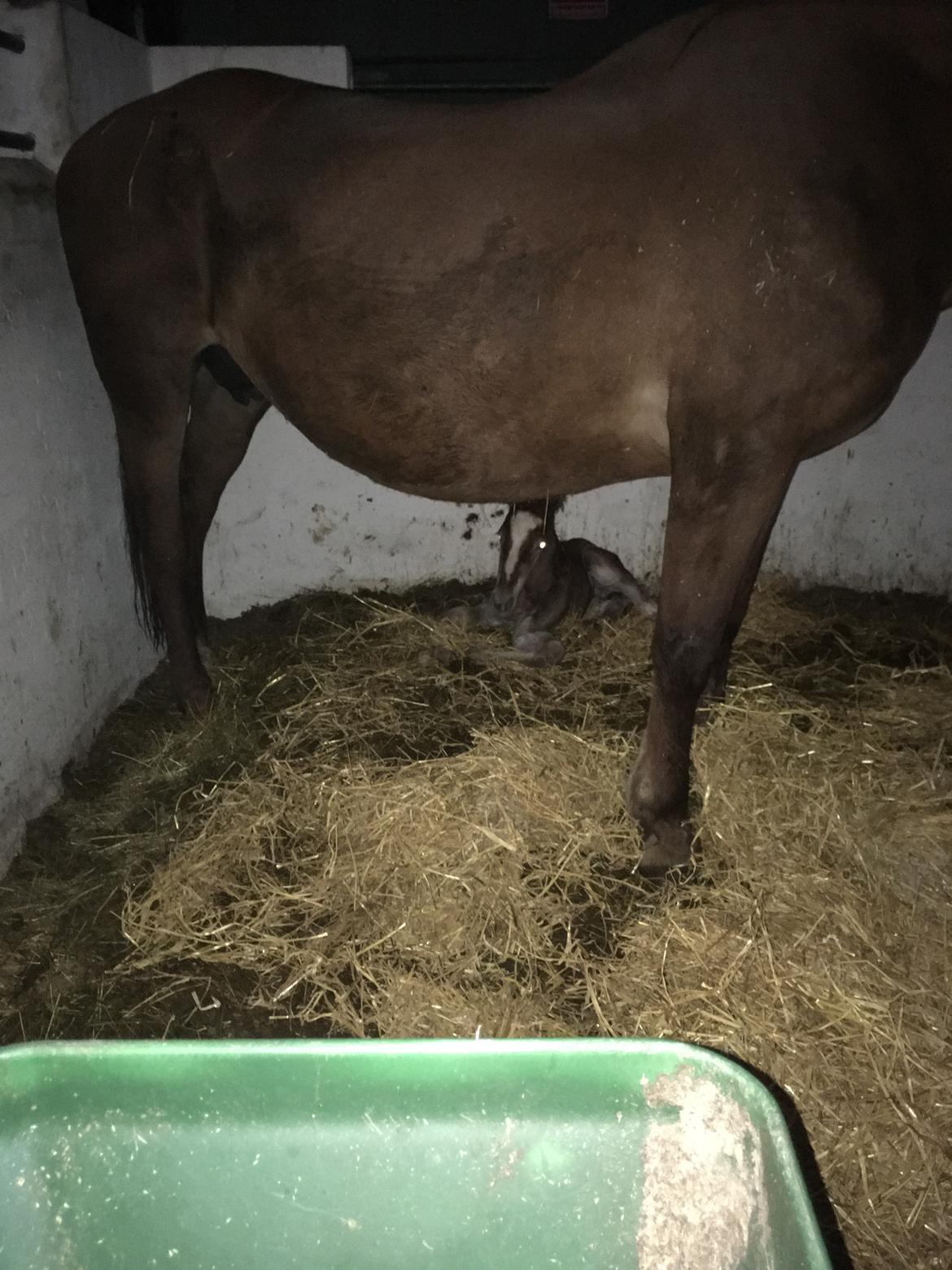 Frederiksborg Wedes Grot Fra Fogedgaard  billede 6