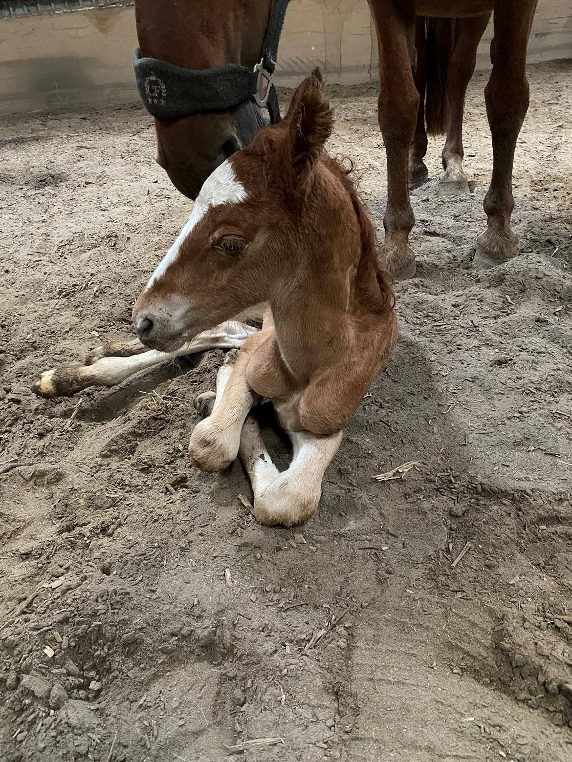 Frederiksborg Wedes Grot Fra Fogedgaard  billede 7